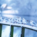 Gulls standing on a snowy fence in Hexham, Northumberland, England, UK